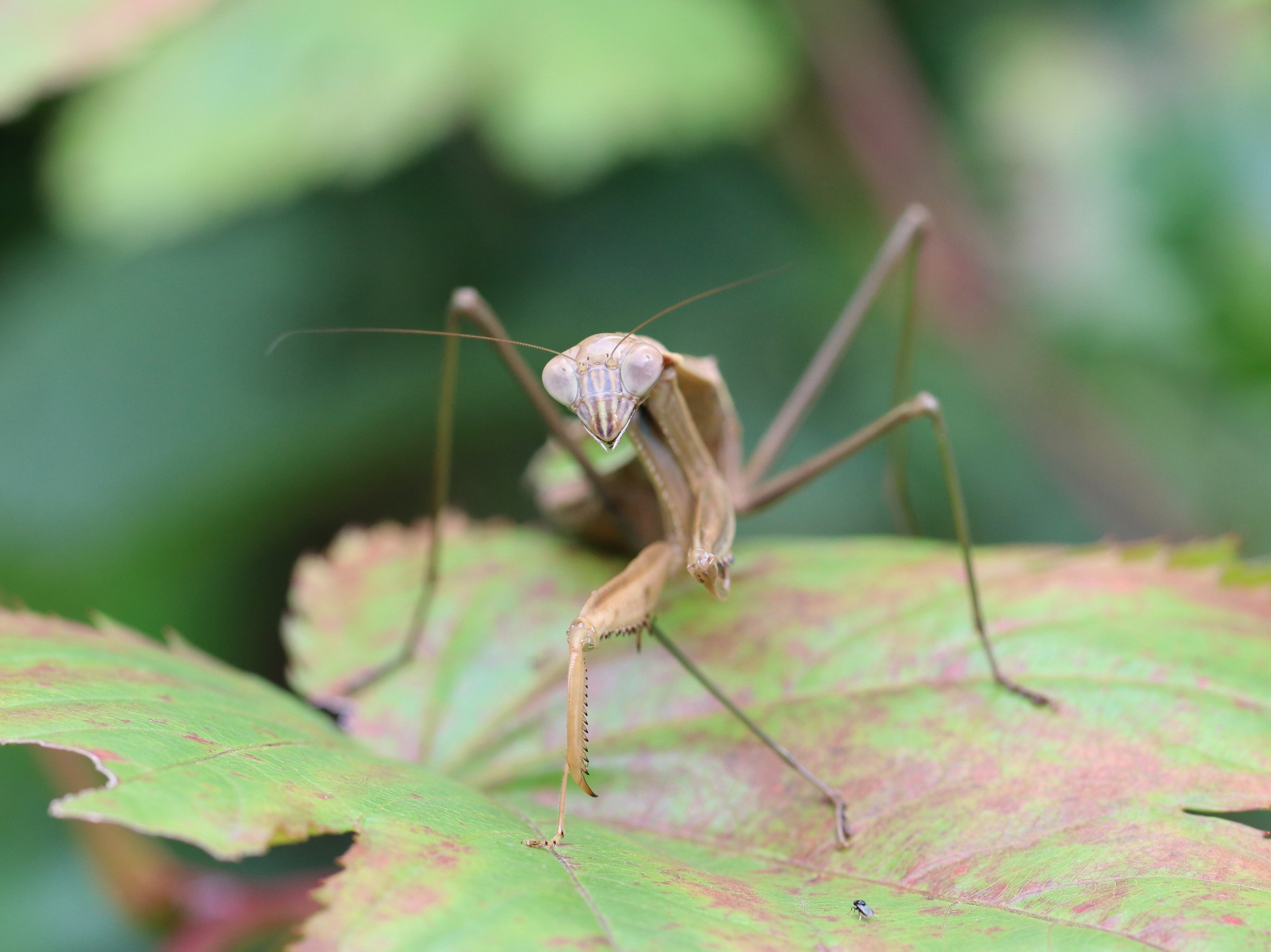今日のオオカマキリ
